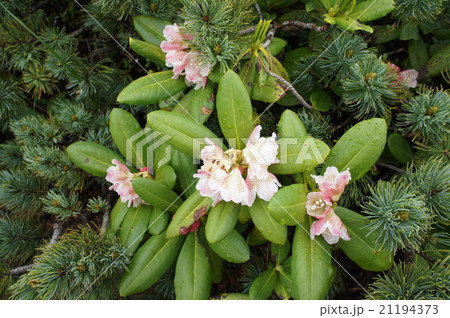 山に咲く花 山に咲く花 21194373