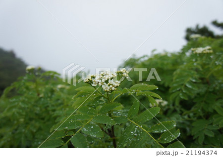 花と雫 花と雫 21194374