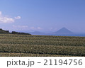 開聞岳　茶畑 21194756