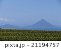 開聞岳　茶畑 21194757