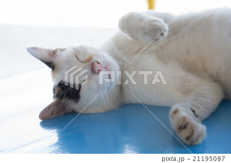 cat is sleeping cat is sleeping 21195087