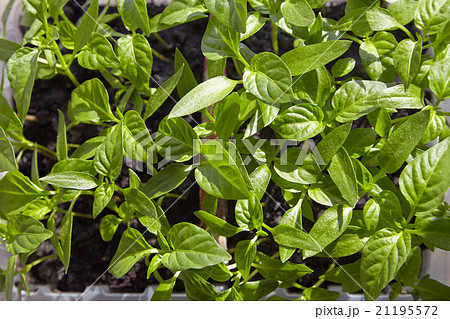 Seedlings on the vegetable tray. Seedlings on the vegetable tray. 21195572