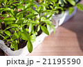Seedlings on the vegetable tray. 21195590