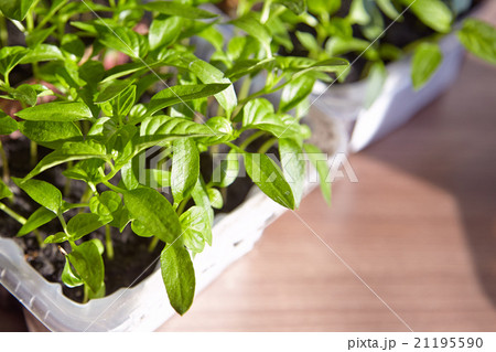 Seedlings on the vegetable tray. 21195590
