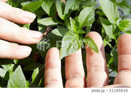 Seedlings on the vegetable tray. 21195610