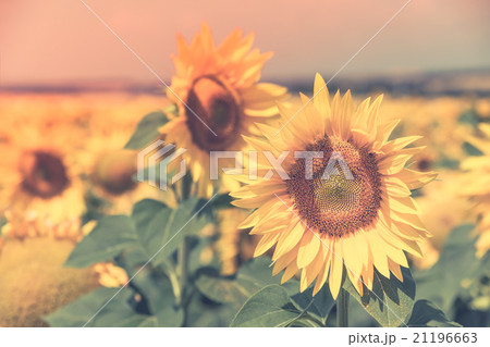 Sunflowers Field 21196663