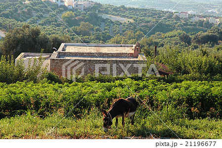 A donkey on a countryside landscape, Crete, Greece A donkey on a countryside landscape, Crete, Greece 21196677