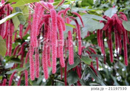 Chenille plant, flowers of Acalypha hispida Chenille plant, flowers of Acalypha hispida 21197530