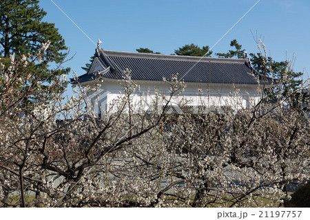 銅門（あかがねもん）と白梅、春の小田原城、神奈川県 21197757