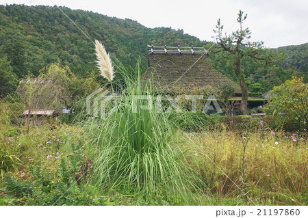 パンパスグラスと古民家、美山の北集落、南丹市、京都府 パンパスグラスと古民家、美山の北集落、南丹市、京都府 21197860