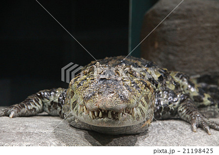 クチヒロカイマン 21198425