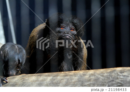 クロヒゲサキの親子 21198433