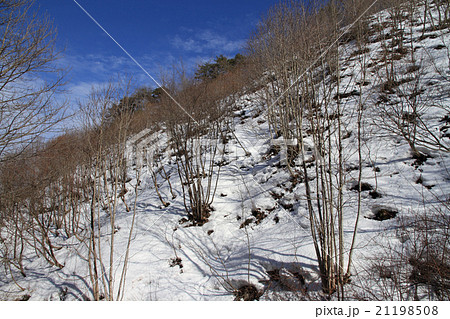 根開きの春 根開きの春 21198508