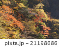 秋の中津峡 21198686