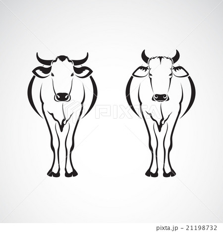 Vector image of an two cows on a white background 21198732