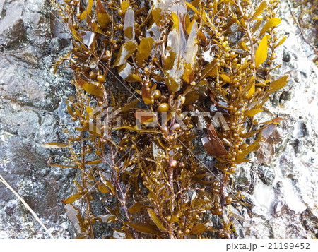 ジンバソウの写真素材