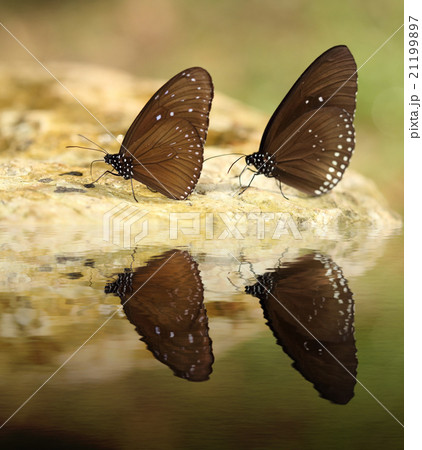 Common Indian Crow butterfly (Euploea core Lucus)  21199897