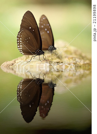 Common Indian Crow butterfly (Euploea core Lucus) 21199898