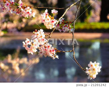 弘前城と桜 21201242