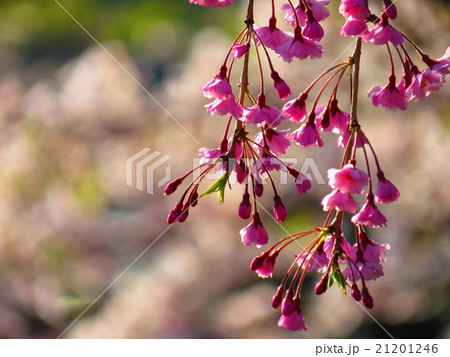 弘前城と桜 21201246