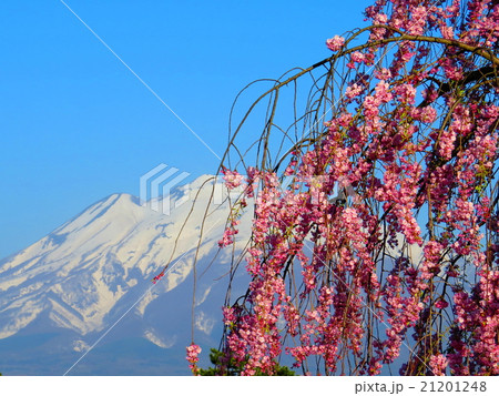 弘前城と桜 21201248