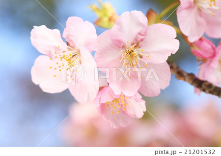 河津桜286 21201532