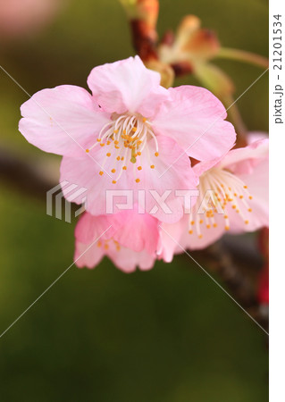 河津桜287 21201534