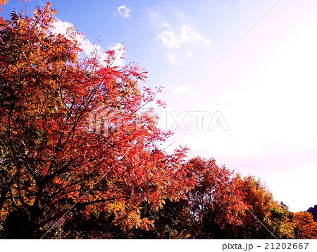 紅葉の秋 紅葉の秋 21202667