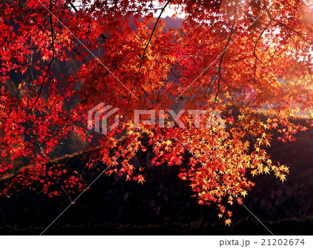 紅葉の秋 紅葉の秋 21202674