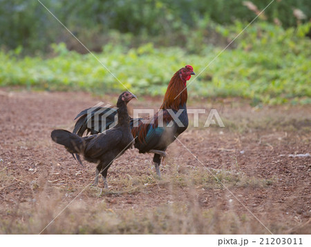 two asian cock 21203011