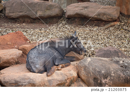 Serow (Capricornis sumatraensis) 21203075