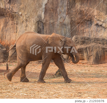 African Elephant (Loxodonta africana) 21203076