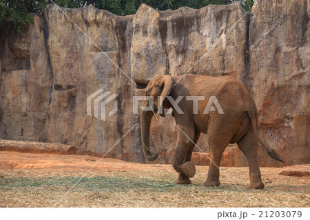 African Elephant (Loxodonta africana) 21203079