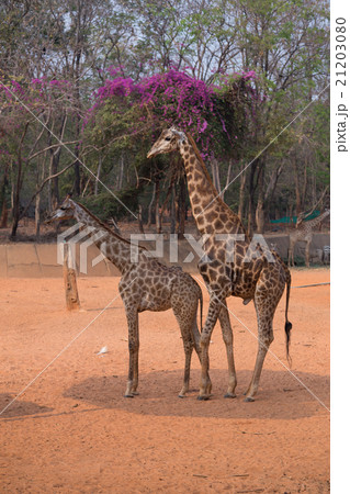 giraffe (giraffa camelopardalis) 21203080
