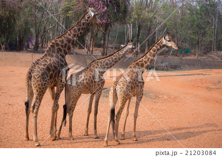 giraffe (giraffa camelopardalis) giraffe (giraffa camelopardalis) 21203084
