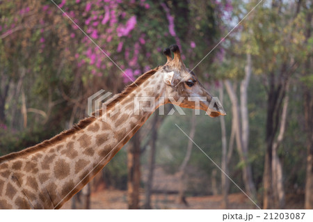Giraffe head with neck 21203087