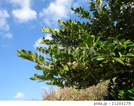 ヒサカキの写真素材