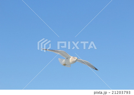 カモメ カモメ 21203793