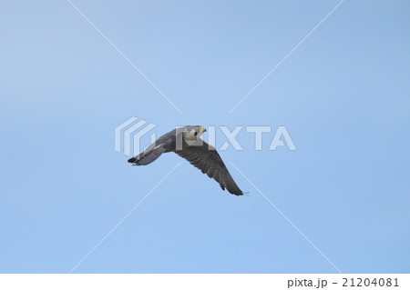 ハヤブサ 21204081