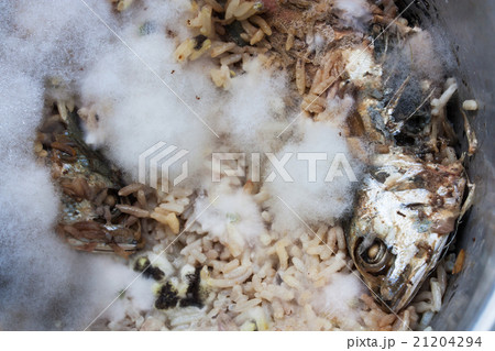 rotten fungus on rice and fish rotten fungus on rice and fish 21204294