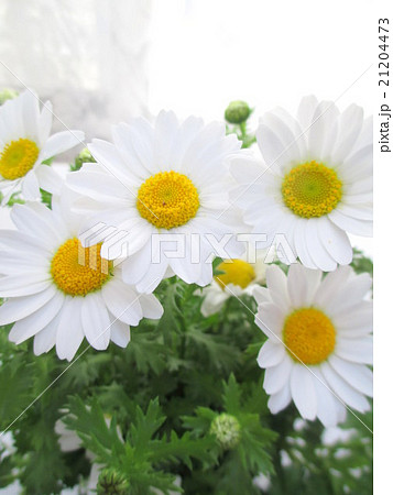 可憐でかわいい白い花のノースポールの写真素材