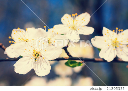 vintage white blossoms in spring 21205325