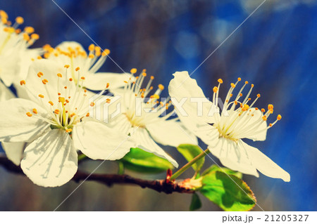vintage white blossoms in spring 21205327
