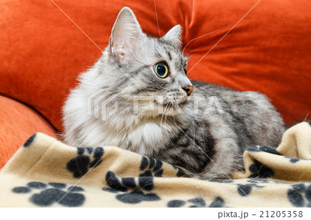 portrait of a norwegian cat portrait of a norwegian cat 21205358