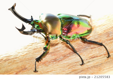 ニジイロクワガタの樹木の上で 白バック ニジイロクワガタの樹木の上で 白バック 21205583