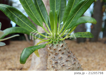 Pachypodium　ｌamerei 21205798