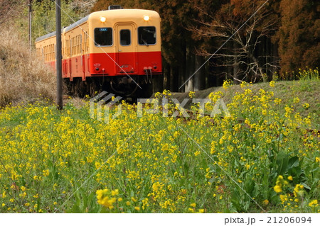 小湊鐵道「菜の花咲く沿線風景とローカル列車」 小湊鐵道「菜の花咲く沿線風景とローカル列車」 21206094