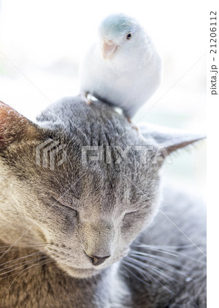 猫とインコの珍しい組み合わせ 21206112