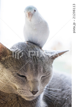 猫とインコの珍しい組み合わせの写真素材