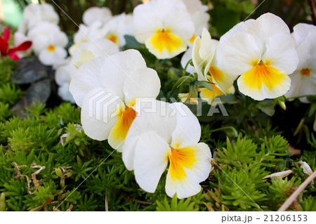 白いパンジーの写真素材 白いパンジーの写真素材